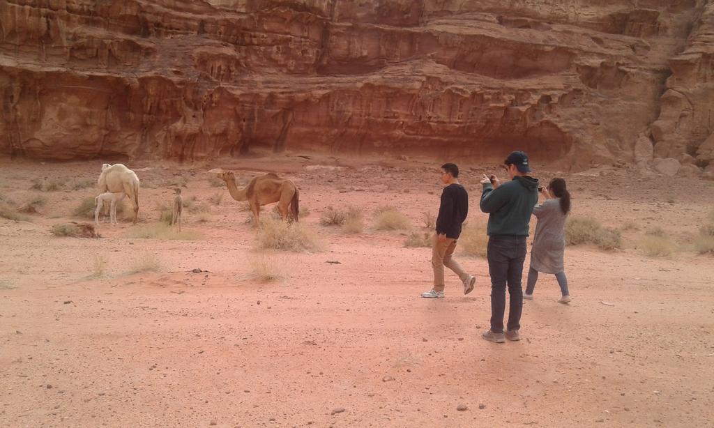 Wadi Rum Light Camp Exteriör bild