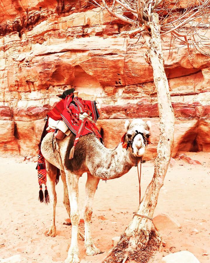 Wadi Rum Light Camp Exteriör bild